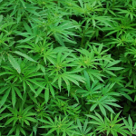 Buy These 2 High-Yield Marijuana Dividend Stocks
