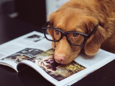 The Dogs Of The Dow: 10 Downtrodden Dividends Paying Out Up To 6.8%